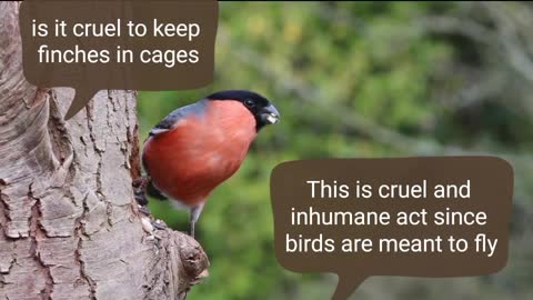 Bullfinch an amber species decline due to its Breeding population