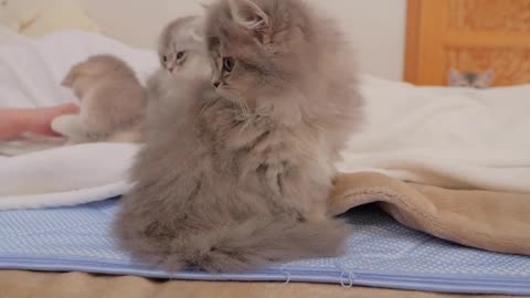 The kittens waiting for their turn to sleep next to their owners were so cute...