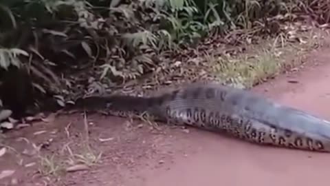 ANACONDAS Animals - Giant anaconda swallowed animal,