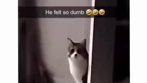 Cat Scratching at an Open Door—The Moment It Realizes the Truth! 🐱🚪