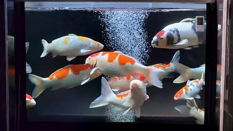 Aquarium fish