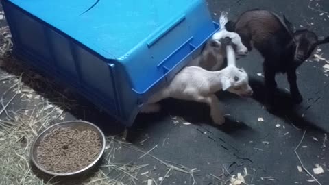 Goat Kids Snuggle Under Plastic Bin