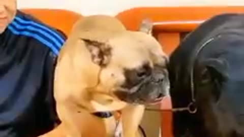 Very very funy dog video🤣🤣🤣