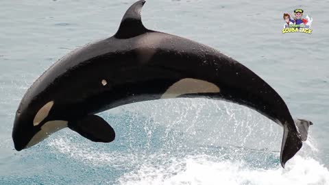 Interesting Facts About Killer Whales