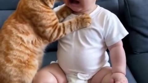 Cat Vs Baby