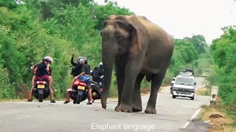 Sri Lanka Wild Elephant Attack | Unbelievable scene_ Elephant blocks lorry on road