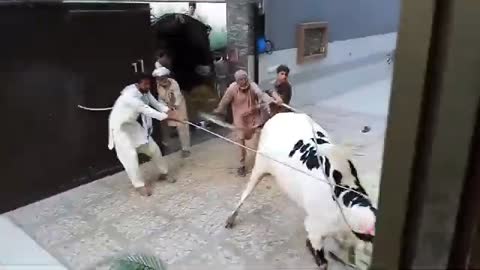 Very Dangerous Bull Unloading || Cow Unloading 2021 #qurbani2021