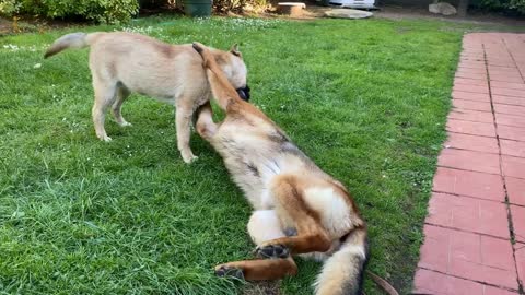 female stray dog and male german shepherd dog playing in the backyard