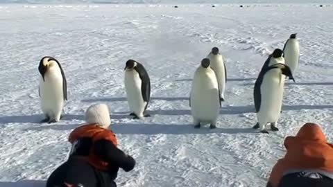 Emperor penguins are observing humans??!!