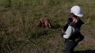 Meet Ukraine’s canine recruits sniffing for landmines