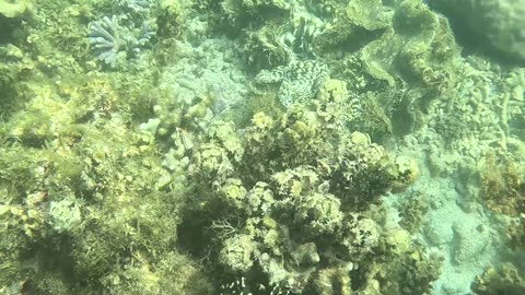 Amazing, Giant Clams! ❤️