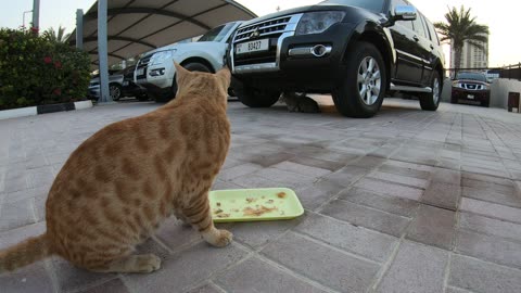 CHRIS MARTIN & MICHAEL JACKSON - Homeless cats in Ras Al Khaimah, UAE #ChrisMartin #MichaelJackson