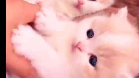 Cute funny cat