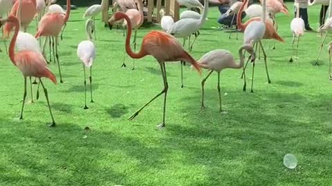 Beautiful flamingos live in peace with humans