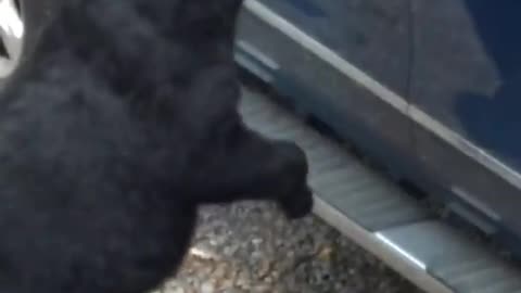 Bear Opens Car Door And Steals Like It's Nothing