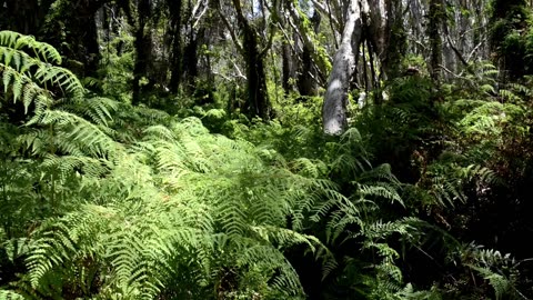 Calming Meditation Music for Stress Relief and Mindfulness 🍃 #meditation #stressrelief