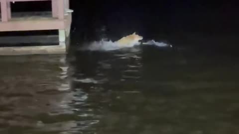 She Threw the Dog in the Lake and You Went Believe What Happened Next