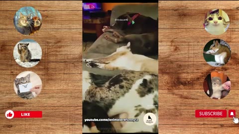 funny cats and dogs fight