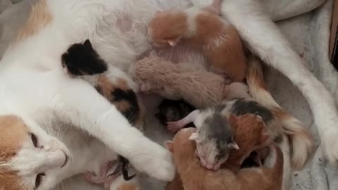 Nice cat and her seven puppies