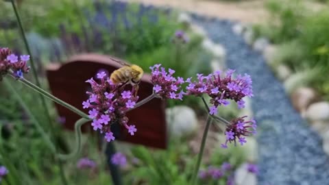 Verbena bonariensis