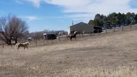 Tucker frolicking in the pasture