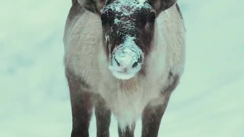 Finnish forest reindeer😍