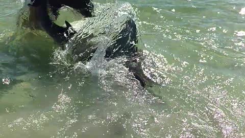 Releasing a Huge Bull Shark Caught From the Beach