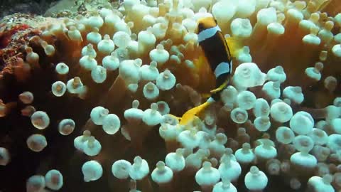 Small yellow croaker in the depths of the ocean