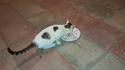 The dinner of the little sweet cat.