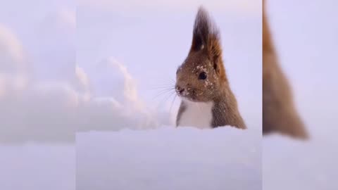 God knows what this rabbit is doing in snow