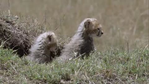 Cheetah VS Lions | Cheetah Fighting lions to protect her cubs