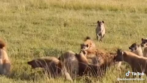 Lions attack zebra 🦓 dogs