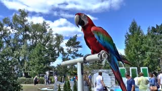 Red and yellow parrot in the park