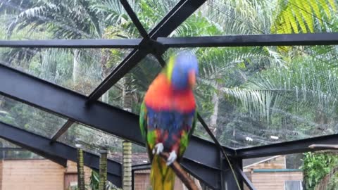 GRAY PARROT OF GABON DANCE