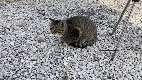 Cute cat reacts to whistle