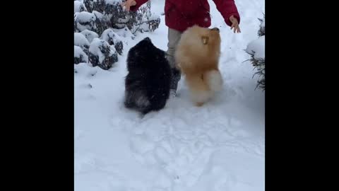 CHILD PLAYING WITH DOGS IN SNOW