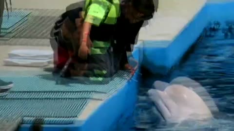 Beluga Whales Plays and Kisses the Kids