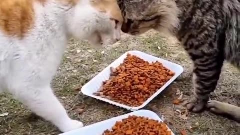 Funny cat and animals videos