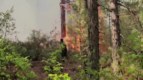 This nature-inspired device aims to detect wildfires early | REUTERS