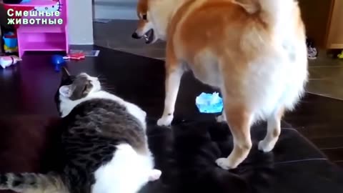 Funny Pets Video - funny animals