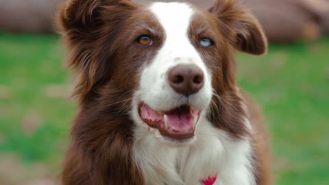 A dog with very beautiful eyes