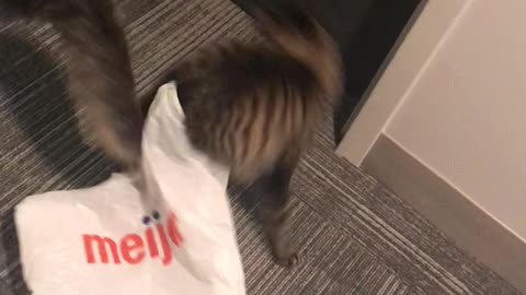 Playful Kitty Tries the Zoomies to Escape Plastic Bag Debacle