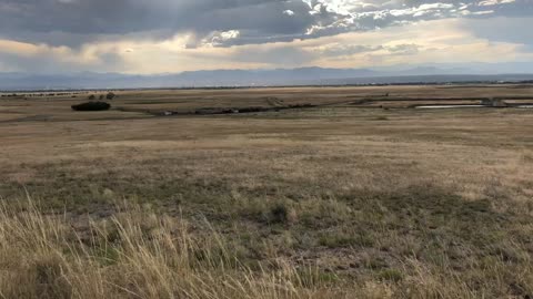 Bison Walks In Denver, Colorado