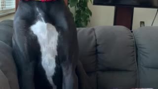 Sleepy Great Dane Trying to Stay Awake