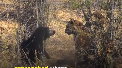 Mama bear fight tiger to protect the baby