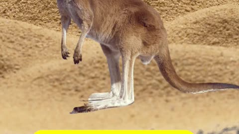 Name That Animal: Duck & Kangaroo