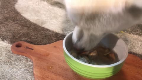 Dog Eating Chicken Soup [ASMR]