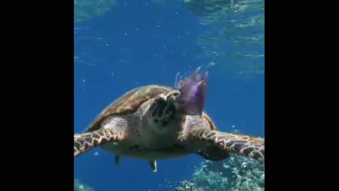 Sea Turtle Eat Jellyfish