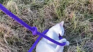 Kitten plays with Horse