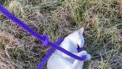 Kitten plays with Horse